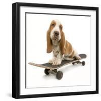 Basset Hound Puppy in Studio on Skateboard-null-Framed Photographic Print