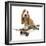 Basset Hound Puppy in Studio on Skateboard-null-Framed Photographic Print