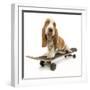 Basset Hound Puppy in Studio on Skateboard-null-Framed Photographic Print