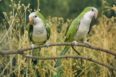 Photographic Print, , small