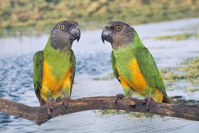 Photographic Print, , small