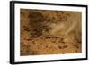 Aerial African Elephant in Plains-null-Framed Photographic Print