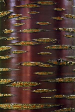 Photographic Print, , small