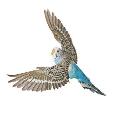 Photographic Print, , small