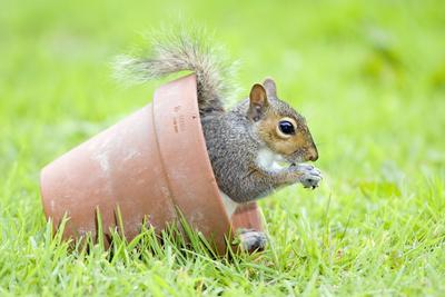 Photographic Print, , small