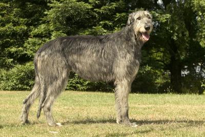 Photographic Print, , small