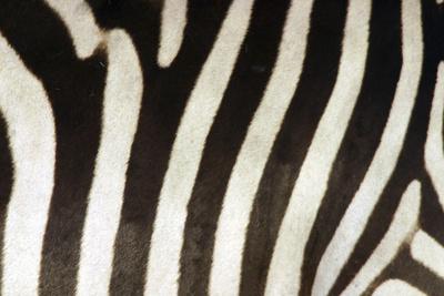 Photographic Print, , small