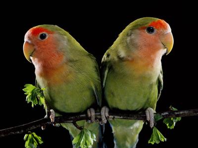 Photographic Print, , small