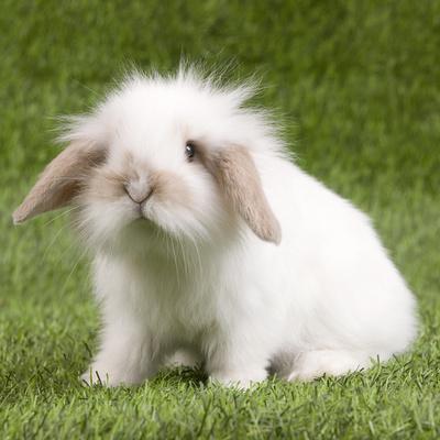 Photographic Print, , small