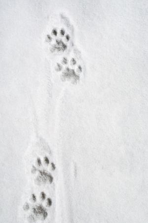 Photographic Print, , small