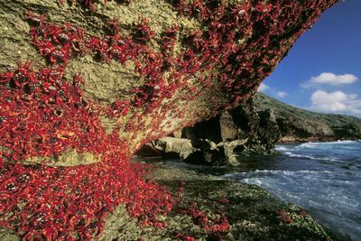 Photographic Print, , small