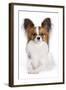 Papillon-null-Framed Photographic Print