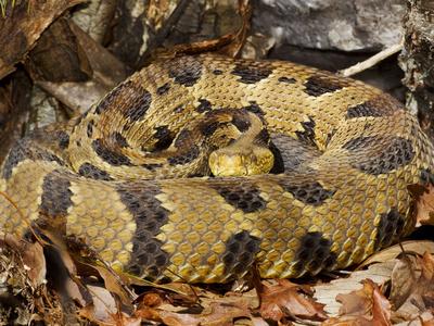 Photographic Print, , small