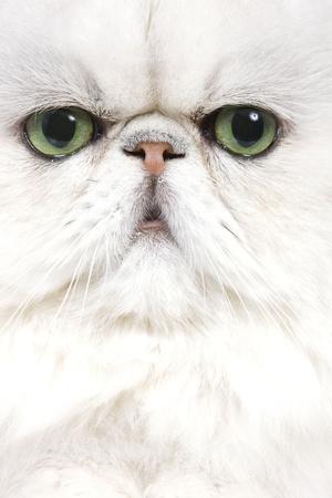 Photographic Print, , small