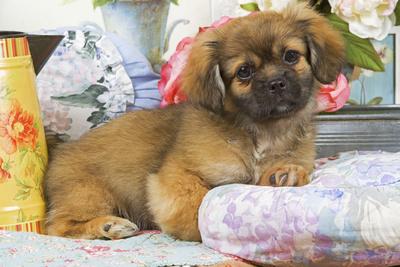 Photographic Print, , small