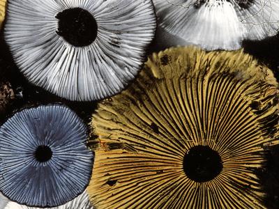 Photographic Print, , small