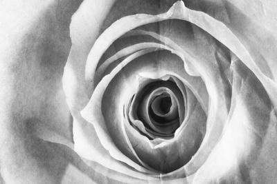 Photographic Print, , small
