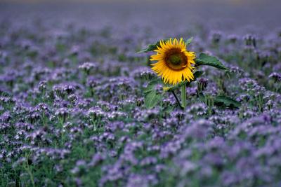Photographic Print, , small