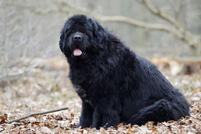 Photographic Print, , small