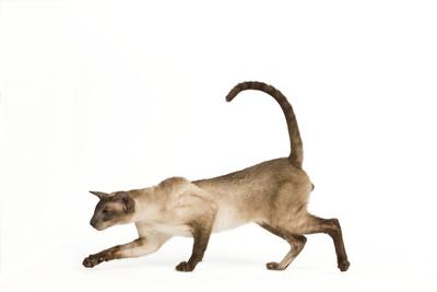 Photographic Print, , small