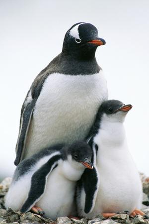 Photographic Print, , small