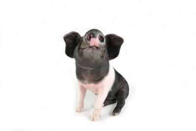 Photographic Print, , small