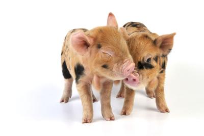 Photographic Print, , small