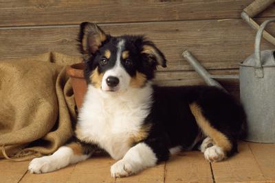 Photographic Print, , small