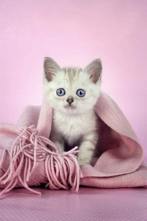 Photographic Print, , small