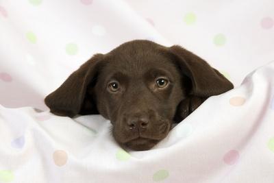 Photographic Print, , small