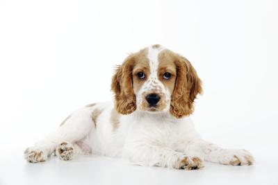 Photographic Print, , small