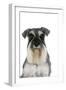 Miniature Schnauzer-null-Framed Photographic Print