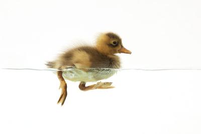 Photographic Print, , small
