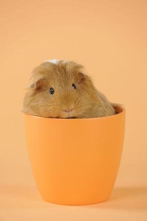 Photographic Print, , small