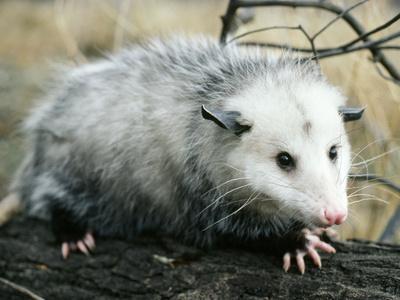 Photographic Print, , small