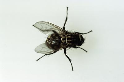 Photographic Print, , small