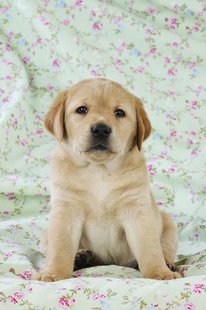 Photographic Print, , small