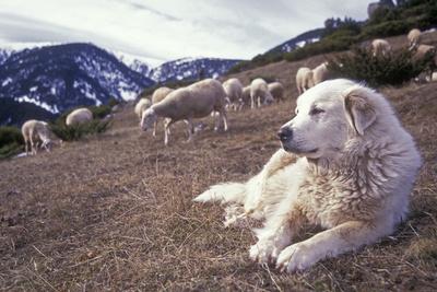 Photographic Print, , small