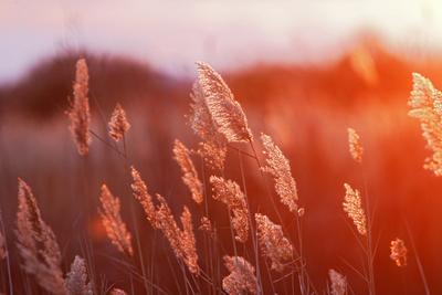 Photographic Print, , small