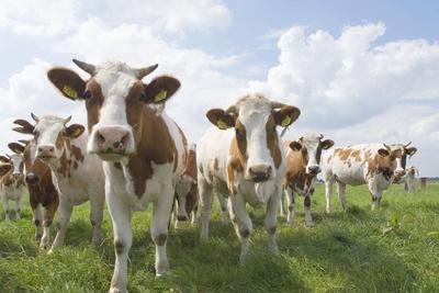 Photographic Print, , small