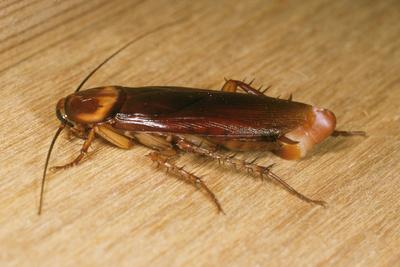 Photographic Print, , small