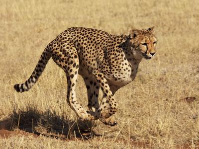 Photographic Print, , small