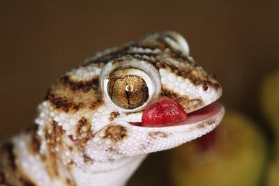 Photographic Print, , small