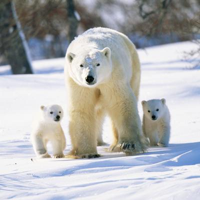 Photographic Print, , small