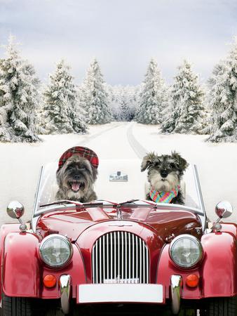 Photographic Print, , small