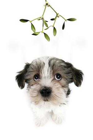 Photographic Print, , small
