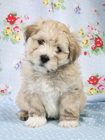 Photographic Print, , small