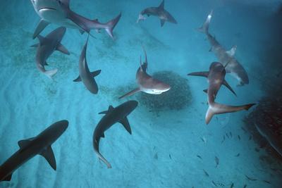 Photographic Print, , small