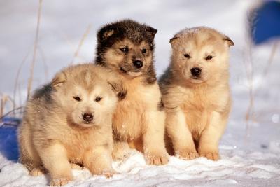 Photographic Print, , small