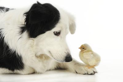 Photographic Print, , small